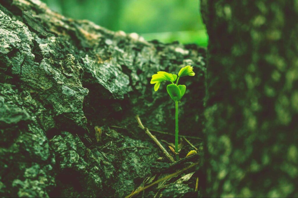 A green sprout signifying new hope