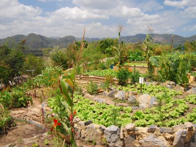 Organic farm in Viñales, Cuba