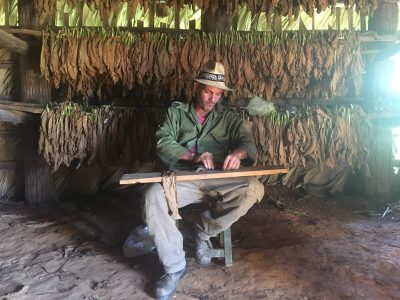 Tobacco Farm in Cuba